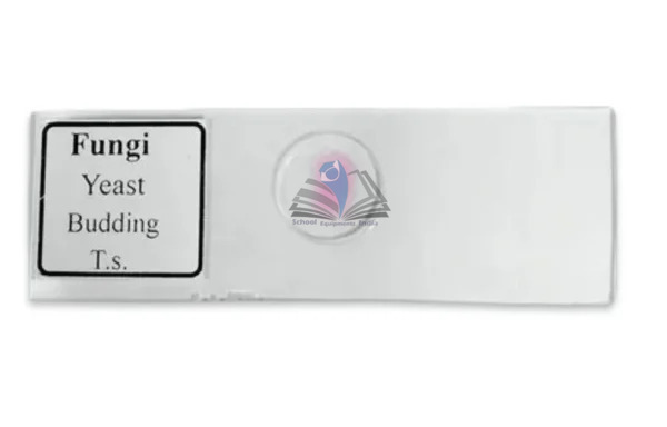 Fungi Yeast Budding Slide